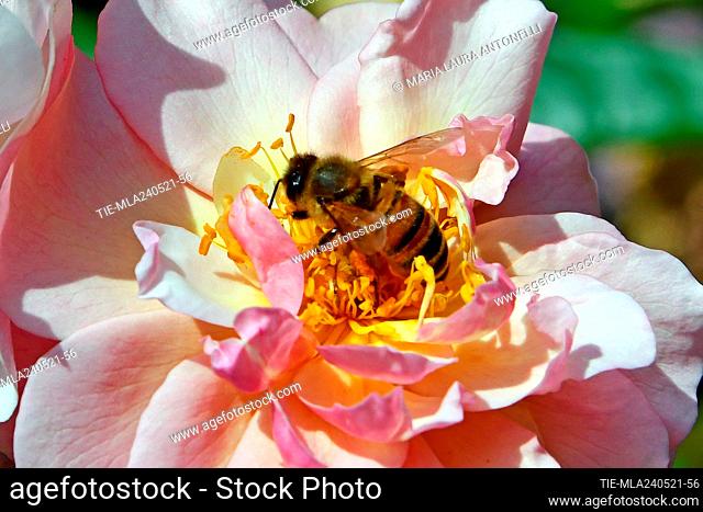 Rose garden with bees. The garden of Ninfa ( Giardino di Ninfa) typical English garden started by the owners Caetani in 1920 Cisterna di Latina (Latina)