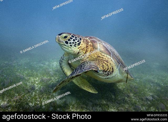 Green Sea Turtle, Chelonia mydas, Akumal, Tulum, Mexico