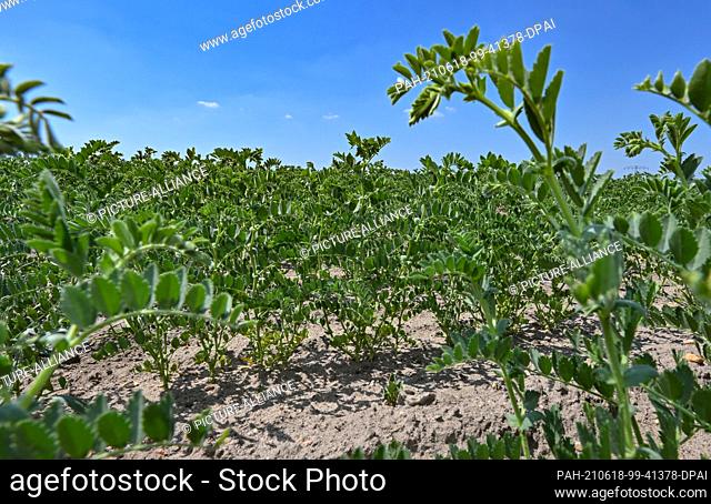 17 June 2021, Brandenburg, Trebbin: Chickpea plants of the Cicerone variety grow in a field belonging to Agragenossenschaft Trebbin e.G