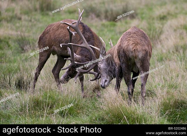 Red deer (Cervus elaphus) male, rut, mating season