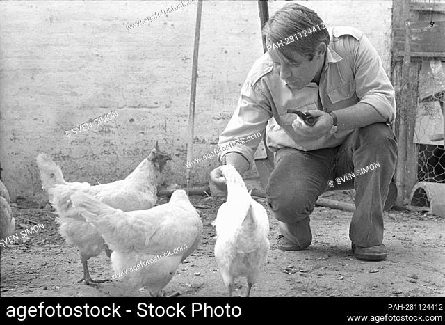 Culture/literature The writer Siegfried LENZ, Germany, crouching down, holding a tobacco pipe in his left hand, feeding chickens with his right hand, Lebollykke