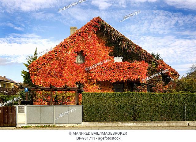 Overgrown house, Grape Ivy (Parthenocissus tricuspidata), Munich, Bavaria, Germany, Europe