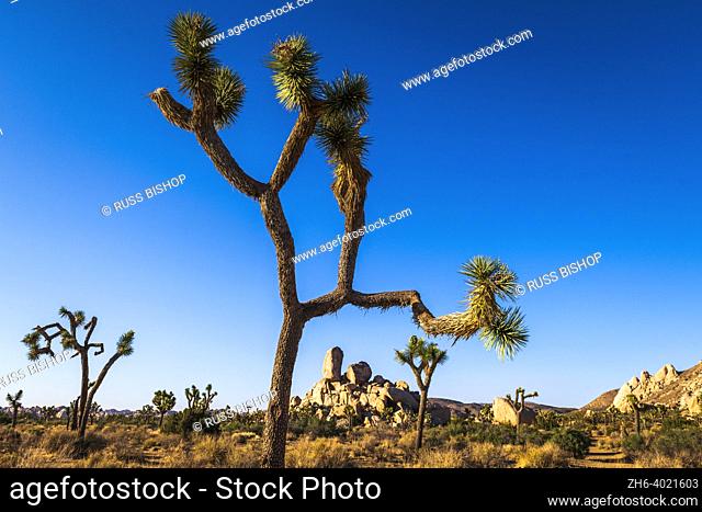 Joshua tree and Headstone Rock, Joshua Tree National Park, California USA