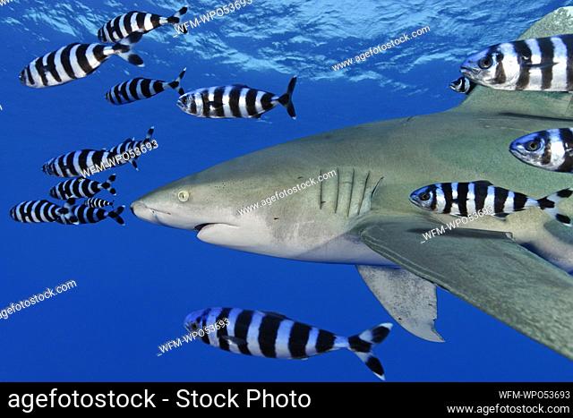 Oceanic Whitetip Shark with Pilot Fish, Carcharhinus longimanus, Daedalus Reef, Red Sea, Egypt