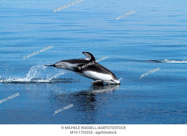 Pacific White Sided Dolphin