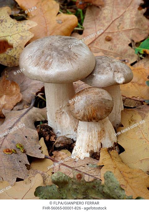 Soap-scented Tricholoma (Tricholoma saponaceum) fruiting bodies, growing amongst fallen leaves in woodland, Leicestershire, England, September