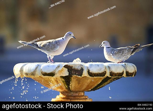Eurasian collared dove (Streptopelia decaocto) at a water point in Tarragona, Catalonia, Spain, Europe