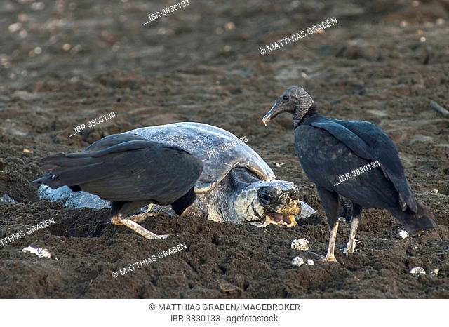 Black Vultures (Coragyps atratus) consuming freshly laid eggs of an Olive Ridley Sea Turtle (Lepidochelys olivacea), Ostional, Guanacaste province, Costa Rica