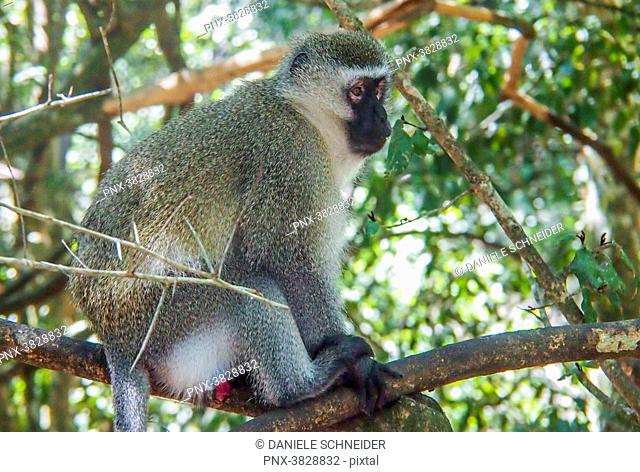South Africa, Western Cape province, Garden Route, Nature's Valley, Monkeyland Primate Sanctuary, Vervet monkey (Grivet) (Chlorocebus) (green monkey) in a tree