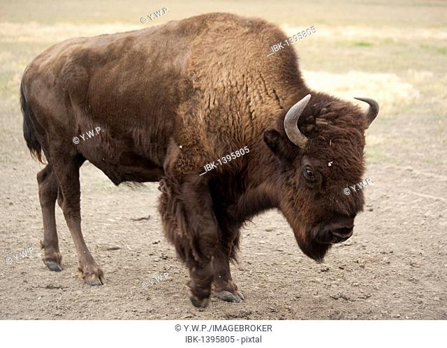 Wood Bison, Mountain Bison or Wood Buffalo, Mountain Buffalo (Bison bison athabascae), bull, Yukon Territory, Canada