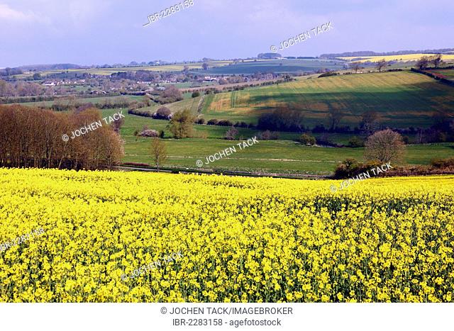 Blooming rape field near Witney, Oxfordshire, United Kingdom, Europe