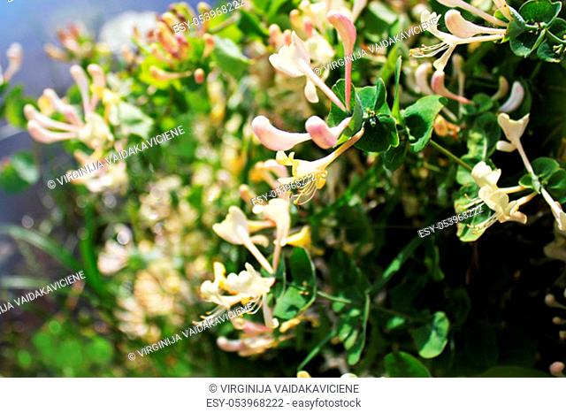 Honeysuckle blossoming -Lonicera caprifolium . White and yellow flowers