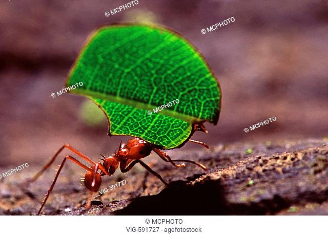 Blattschneiderameise traegt ein Blatt, leaf cutter ant carrying leaf, Atta cephalotes La Selva Biological Station, Costa Rica - 22/08/2005
