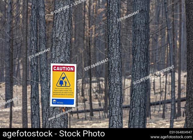 Charred tree trunks in the aftermatho of a forest fire