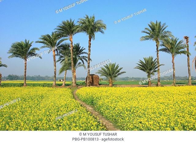 Palm trees in a mustard field Bangladesh