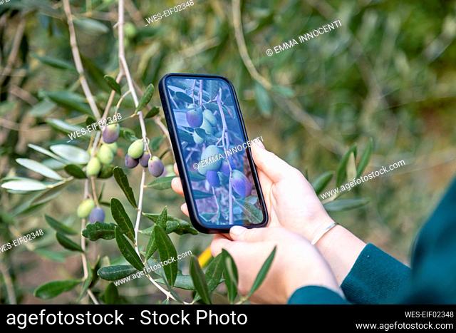 Woman photographing olive's branch through smart phone