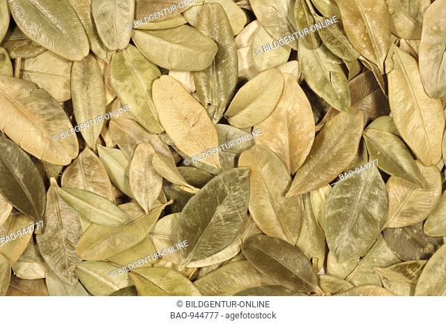 Dried leaves of medicinal plant Buchsbaum, Buchs, Box, Boxtree, Boxwood, Buxus sempervirens
