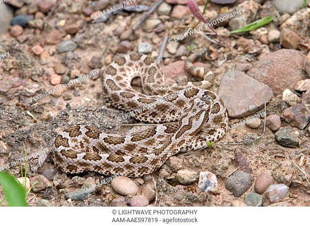 Desert massasauga rattlesnake (Sistrurus catenatus edwardsi) controlled conditions