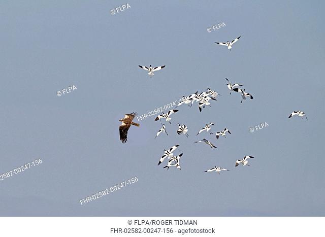 Western Marsh Harrier (Circus aeruginosus) adult female, in flight, mobbed by Eurasian Avocet (Recurvirostra avocetta) flock, Cley Marshes Reserve