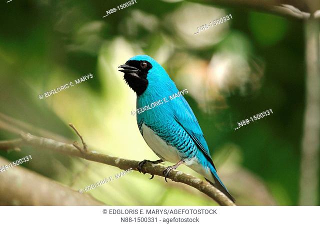 Swallow Tanager, Tersina viridis occidentalis, Azulejo golondrina, Venezuela