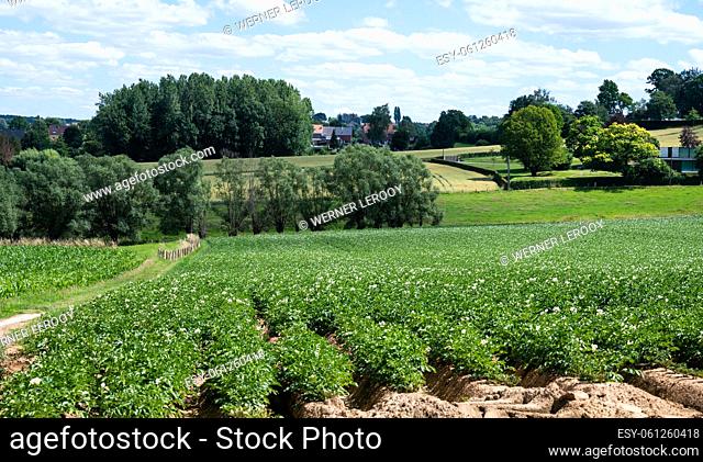 Agriculture field with greens and brown soil around Beersel, Belgium