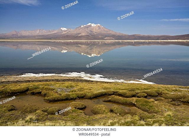Berglandschaft mit Flamingos Phoenicoparrus, NP Reserva Nacional Las Vicunas, Salzsee Salar de Surire, Chile, Mountain landscape with flamingos