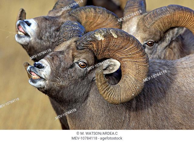 Rocky Mountain Bighorn Sheep - males smelling / scenting female (Ovis canadensis canadensis)