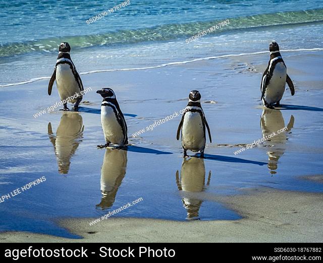 Reflection, Magellanic Penguins (Spheniscus magellanicus) along the shore on Carcass Island, Falkland Islands