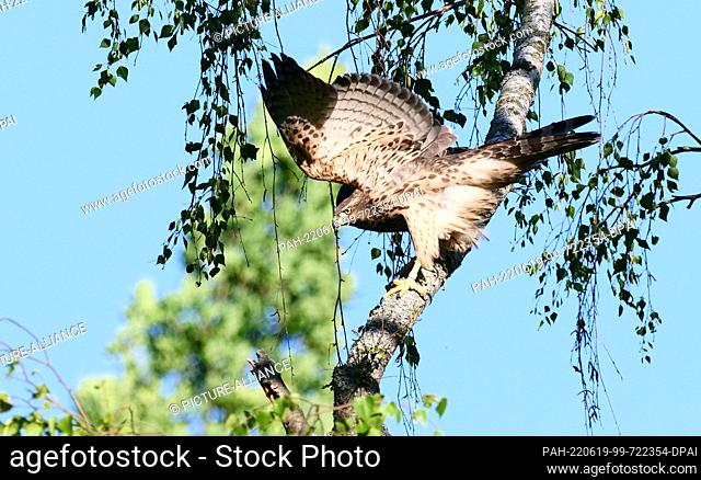 16 June 2022, Berlin: 16.06.2022, Berlin. A young goshawk (Accipiter gentilis) lands on the branch of a birch tree with its wings spread in a cemetery in the...