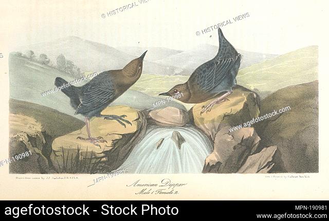 American Dipper. 1. Male. 2. Female. Audubon, John James, 1785-1851 (Artist). The birds of America, from drawings made in the United States and their...
