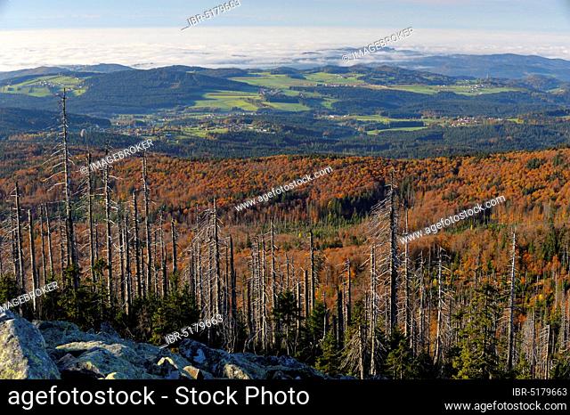 Lusen, 1373 meters, sea of granite blocks, with dead and new forest, evening, October, Bavarian Forest National Park, Bavaria, Germany, Europe