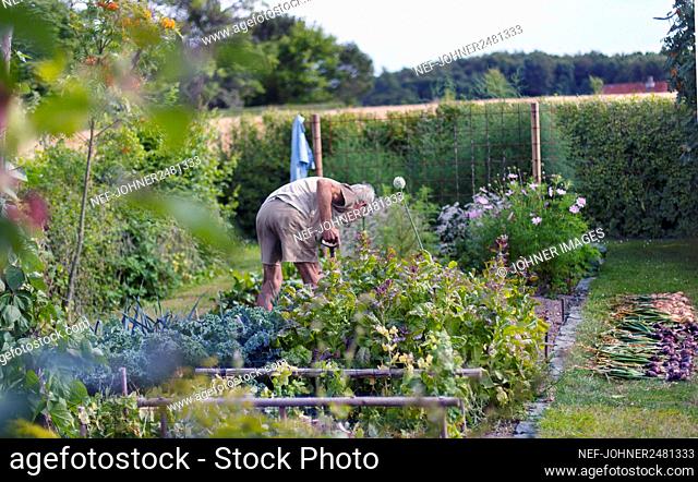 Man gardening at summer