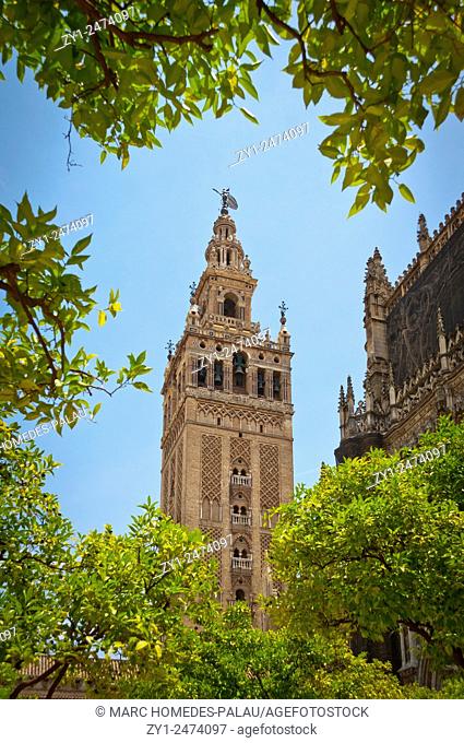 Patio de los Naranjos in the Cathedral (Seville)