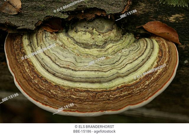 Hoof fungus seen from above