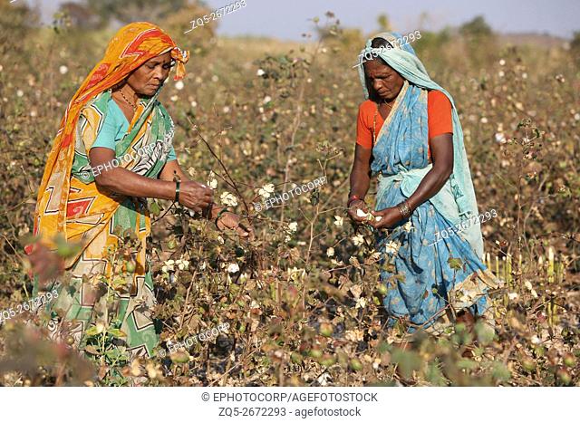 PRADHAN TRIBE - Tribal women picking cotton. Pradhan boti Village, Kalam Taluka, in Maharashtra in India