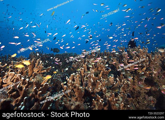 Anthias over Coral Reef, Anthias sp. , New Ireland, Papua New Guinea