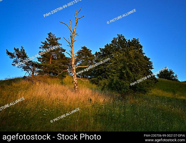 05 July 2023, Brandenburg, Mallnow: The light of the evening sun shines on a hill at the edge of the Oderbruch. Photo: Patrick Pleul/dpa