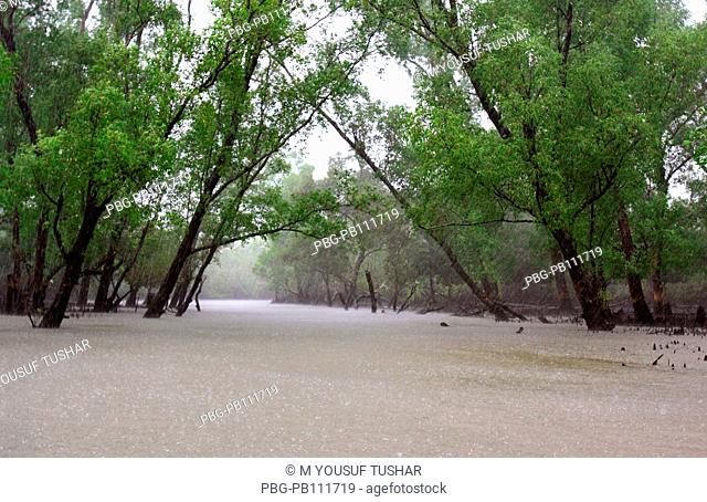 rainy day in sundarban The Sundarbans, a UNESCO World Heritage Site and a wildlife sanctuary The largest littoral mangrove forest in the world