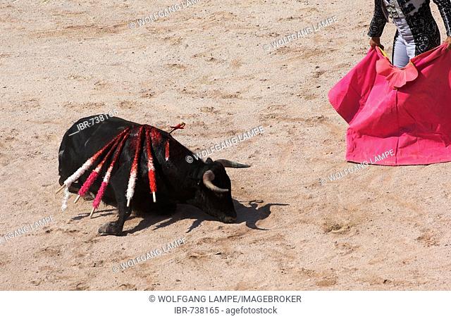 Bull fatally wounded by a sword still visible protruding between its shoulder blades, Feria 2007, bullfighting ring in Arles, France