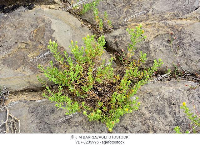 Te de roca (Jasonia glutinosa, Jasonia saxatilis or Chiliadenus glutinosus) is a medicinal perennial herb native to eastern Spain