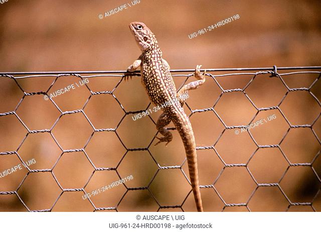 Central netted dragon, Ctenophorus nuchalis, climbing a wire fence, Tallering Peak, Western Australia, Australia. (Photo by: Auscape/UIG)