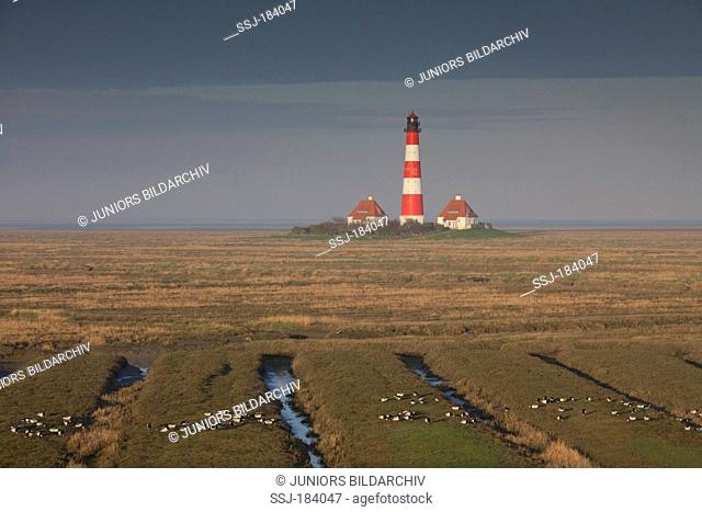 The lighthouse Westerheversand and a flock of resting Barnacle geese (Branta leucopsis) in the saltmarshes in front of it