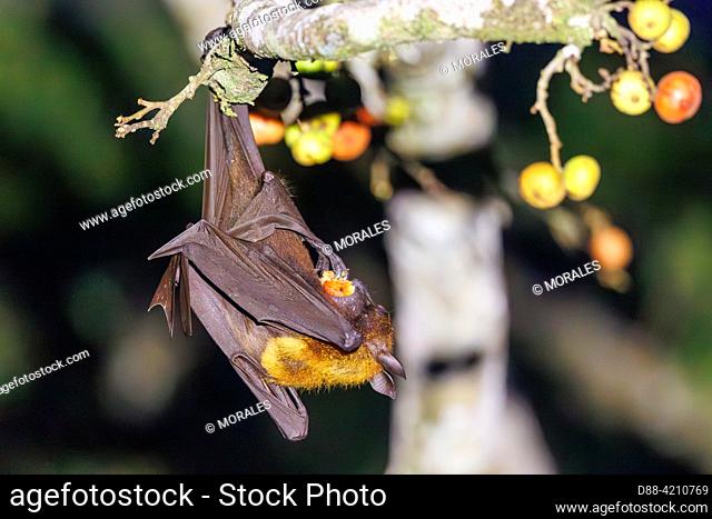 Asie du Sud-Est, Partie nord de Bornéo, Malaisie, Sabah, Réserve naturelle de Tabin, Roussette de Malaisie Pteropus vampyrus, formerly Pteropus giganteus)