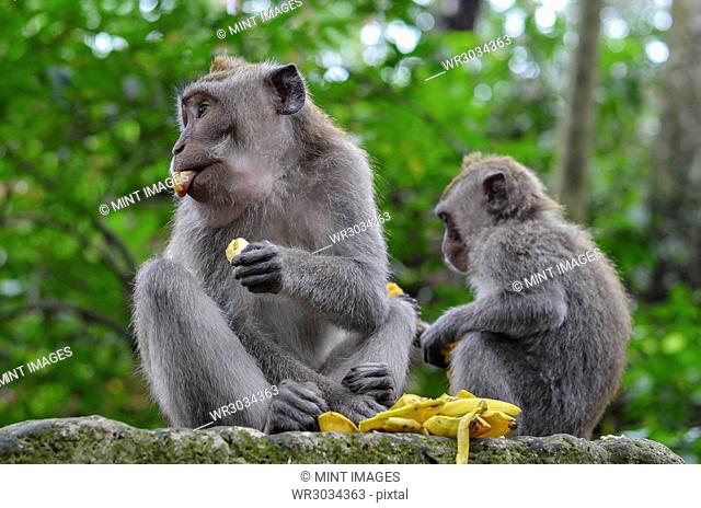 Grey long-tailed macaques, two animals eating fruit sitting on a wall