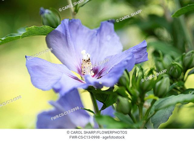 Hibiscus, Rose mallow 'Blue Bird', Hibiscus syriacus 'Oiseau Bleu' close up showing stamen