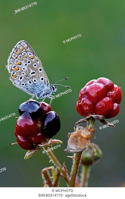 common blue (Polyommatus icarus), sitting on an immature blackberry, Germany, Lower Saxony