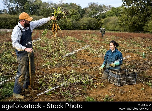 Two farmers standing and kneeling in a field, harvesting parsnips