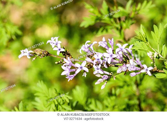 Lilac / Syringa laciniata