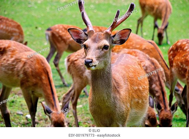 Closeup of a spotted deer in Nara, Japan