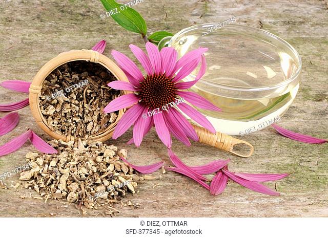 Cup of echinacea tea, dried roots and purple coneflower